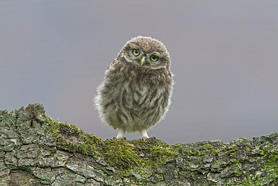 BUITEN BEELD Foto: 214720