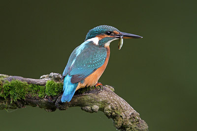 BUITEN BEELD Foto: 214727