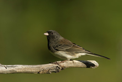 BUITEN BEELD Foto: 214733