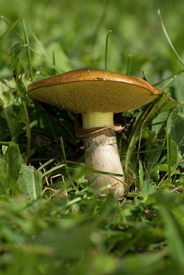 BUITEN BEELD Foto: 214734