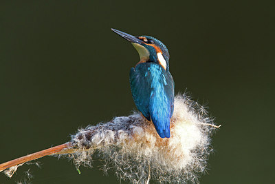 BUITEN BEELD Foto: 214736