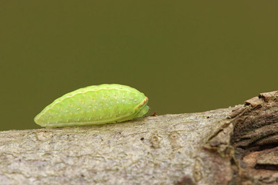 BUITEN BEELD Foto: 214737