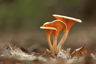 BUITEN BEELD Foto: 214748