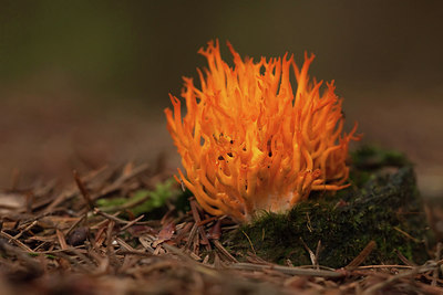 BUITEN BEELD Foto: 214757
