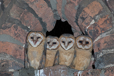 BUITEN BEELD Foto: 214764