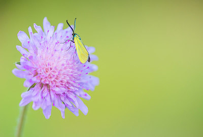 BUITEN BEELD Foto: 214788