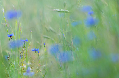 BUITEN BEELD Foto: 214789
