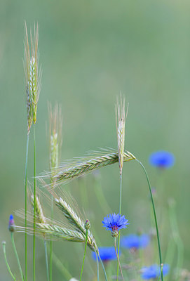 BUITEN BEELD Foto: 214796