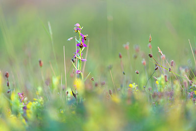 BUITEN BEELD Foto: 214800