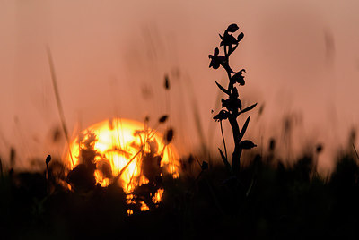 BUITEN BEELD Foto: 214808