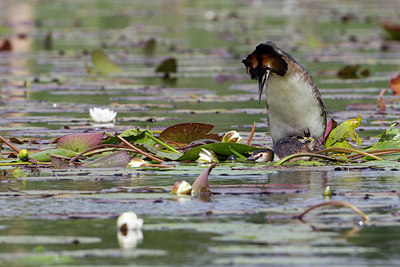 BUITEN BEELD Foto: 214852