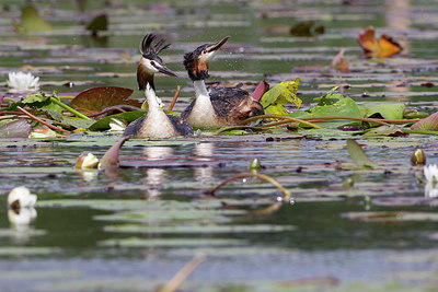 BUITEN BEELD Foto: 214853