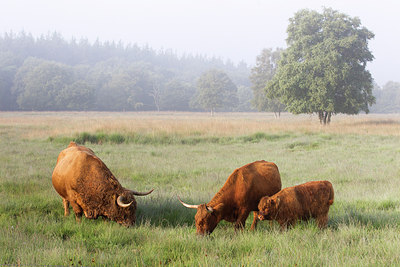 BUITEN BEELD Foto: 214855