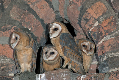 BUITEN BEELD Foto: 214859