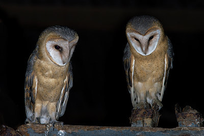 BUITEN BEELD Foto: 214874