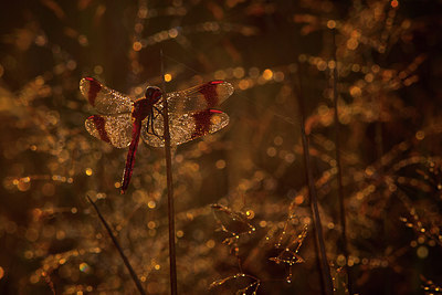 BUITEN BEELD Foto: 214924