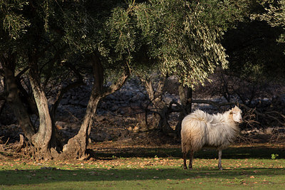 BUITEN BEELD Foto: 214927