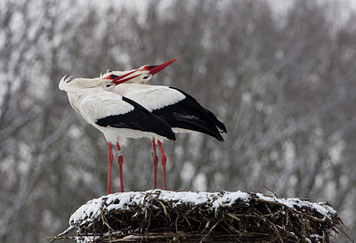 BUITEN BEELD Foto: 214929