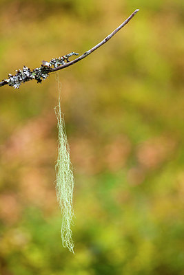 BUITEN BEELD Foto: 214977