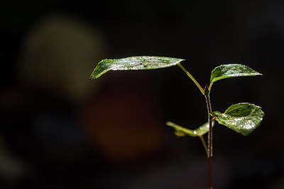 BUITEN BEELD Foto: 215005