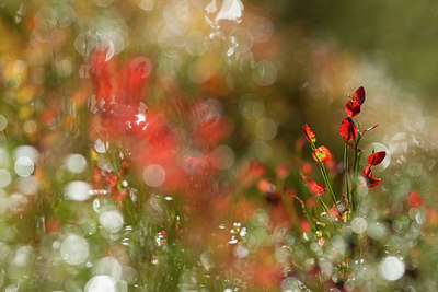 BUITEN BEELD Foto: 215006