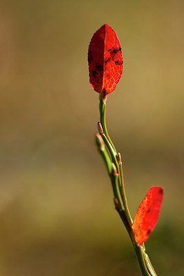 BUITEN BEELD Foto: 215008