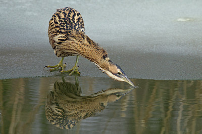 BUITEN BEELD Foto: 215058