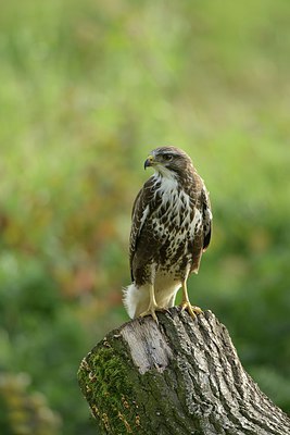 BUITEN BEELD Foto: 215093
