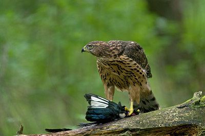 BUITEN BEELD Foto: 215111