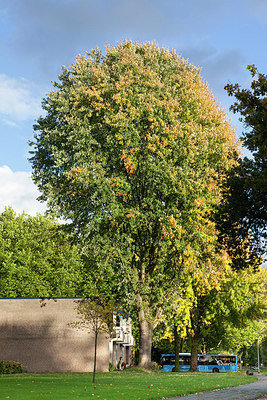 BUITEN BEELD Foto: 215146