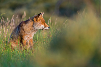 BUITEN BEELD Foto: 215170