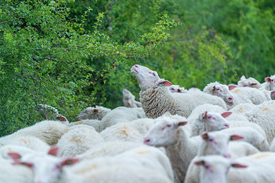 BUITEN BEELD Foto: 215179