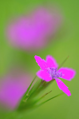 BUITEN BEELD Foto: 215211