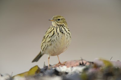 BUITEN BEELD Foto: 215292