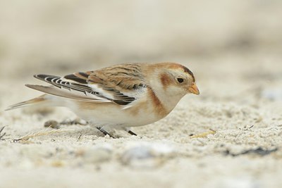 BUITEN BEELD Foto: 215301