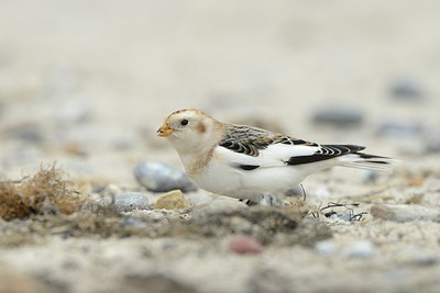 BUITEN BEELD Foto: 215303