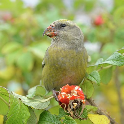 BUITEN BEELD Foto: 215307