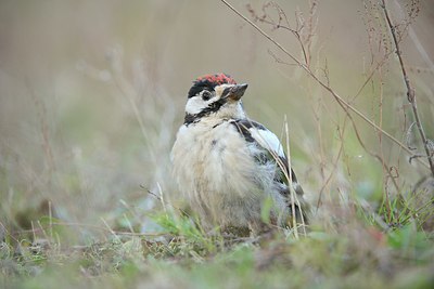 BUITEN BEELD Foto: 215314