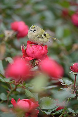 BUITEN BEELD Foto: 215315