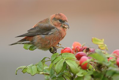 BUITEN BEELD Foto: 215317