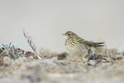 BUITEN BEELD Foto: 215324