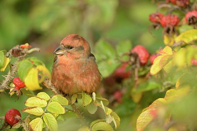 BUITEN BEELD Foto: 215342