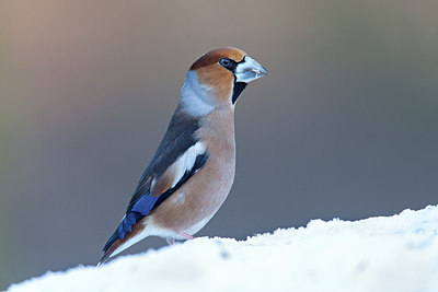 BUITEN BEELD Foto: 215352