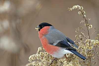BUITEN BEELD Foto: 215353