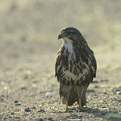 BUITEN BEELD Foto: 215367