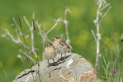 BUITEN BEELD Foto: 215369
