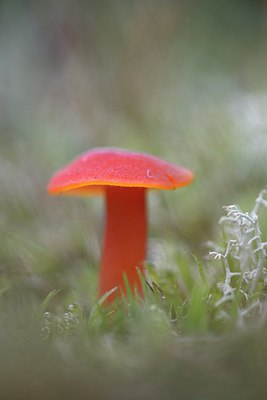 BUITEN BEELD Foto: 215370