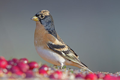 BUITEN BEELD Foto: 215379