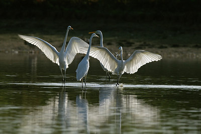 BUITEN BEELD Foto: 215411