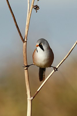 BUITEN BEELD Foto: 215415